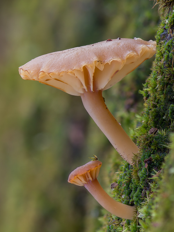 Lichenomphalia umbellifera